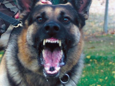 Asesoría Gratuita con los Mejores Abogados Cercas de Mí de Lesiones por Mordidas de Perro o Mascotas en Cicero, IL